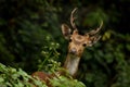 Single male spotted deer