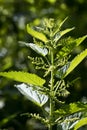 Single male stinging nettle Urtica dioica just before blooming outside with a dark unsharp background Royalty Free Stock Photo