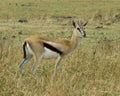 Single male Thompson Gazelle standing in grass