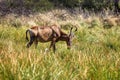 single male Tsessebe antelope grazing