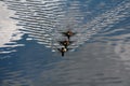 Single male and two female wild ducks or mallards medium sized waterfowl dabbling ducks swimming in a row in calm river Royalty Free Stock Photo