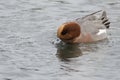 Single male Wigeon feeding in water