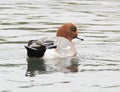 Single Male Wigeon swimming in a lake