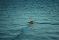 Single Mallard duck on the surface of the water. Isolated wild duck swimming on a lake Royalty Free Stock Photo