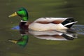 Single Mallard Wild duck on a water surface