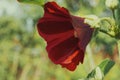 Single mallow flower, close-up. Flower with red petals Royalty Free Stock Photo