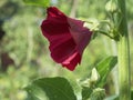 Single mallow flower, close-up. Flower with red petals Royalty Free Stock Photo