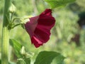 Single mallow flower, close-up. Flower with red petals Royalty Free Stock Photo