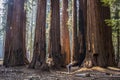 Single Man with Huge Grove of Giant Sequoia Redwood Trees in Cal Royalty Free Stock Photo