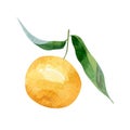 Single mandarin with leaves isolated on white background. Royalty Free Stock Photo