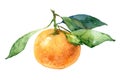 Single mandarin with leaves Royalty Free Stock Photo