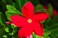 Single Mandevilla flower, in fll bloom Royalty Free Stock Photo
