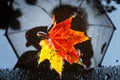 Single maple leaf in autumn colors in a puddle with reflection of alone faceless person holding umbrella on the Royalty Free Stock Photo