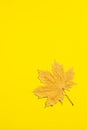 A single maple leaf on background of yellow. Concept of autumn postcard. Royalty Free Stock Photo