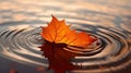 A single maple leaf becomes a tranquil masterpiece upon the water.