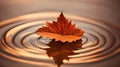 A single maple leaf becomes a tranquil masterpiece upon the water.