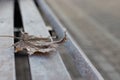 Single maple leaf on a bench Royalty Free Stock Photo