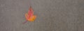 Single maple leaf on cement in fall panorama Royalty Free Stock Photo
