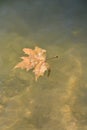 Single Maple Leaf Floating Royalty Free Stock Photo