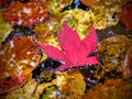 Maple leaf floating with golden leaves Royalty Free Stock Photo