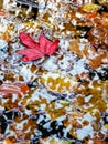 Reflections and leaves in pond Royalty Free Stock Photo