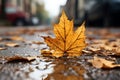 a single maple leaf laying on the ground in the middle of a puddle