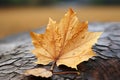 a single maple leaf laying on top of a tree stump