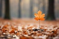 a single maple leaf in the middle of an autumn forest