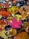 Maple leaf and golden leaves in pond Royalty Free Stock Photo