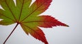 Single maple leaf with partial color change, macro close-up ai Royalty Free Stock Photo