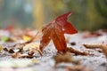 A single maple leaf on a path