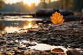 a single maple leaf sits on the ground in front of a pond at sunset Royalty Free Stock Photo