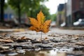 a single maple leaf sits on the ground in the middle of a puddle
