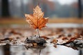 a single maple leaf sits in the middle of a puddle of water