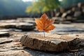 a single maple leaf sits on top of a piece of wood