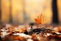 a single maple leaf sits on top of a pile of fallen leaves