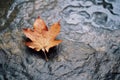 a single maple leaf sits on top of a rock
