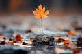 a single maple leaf sits on top of a rock in the water