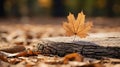 a single maple leaf sits on top of a stump