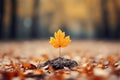 a single maple leaf is sitting on top of a pile of fallen leaves