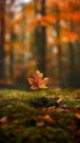 Single maple leaf standing on mossy forest floor during autumn Royalty Free Stock Photo