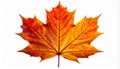 Single Maple Leaf in Vivid Autumn Colors Isolated on White Background Royalty Free Stock Photo