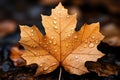 a single maple leaf with water droplets on it