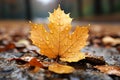 a single maple leaf with water droplets on it