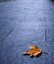 A single maple leave on city's pavement