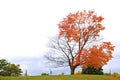 The single maple tree on the hill is perfect as wallpaper Royalty Free Stock Photo