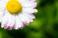 Single marguerite flower with yellow core with many wet petals with tiny water drops on blurred green bokeh background Royalty Free Stock Photo
