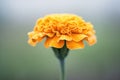 single marigold closeup with water droplets Royalty Free Stock Photo