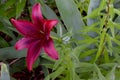 Maroon Lily Flower with Green Foliage Royalty Free Stock Photo