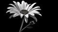 single Marquerite Daisy against a plain black backdrop Royalty Free Stock Photo